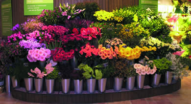 Megastore single stem flower display